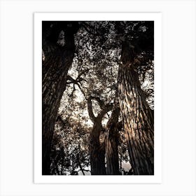 The trees 1 Art Print