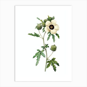 Vintage Venice Mallow Botanical Illustration on Pure White n.0196 Art Print