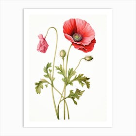 Poppies Flower Vintage Botanical 1 Art Print