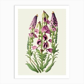 Foxglove Wildflower Vintage Botanical Art Print