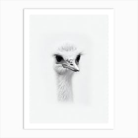 Ostrich B&W Pencil Drawing 3 Bird Art Print