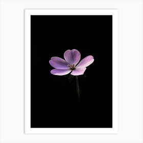 Purple Flower On A Black Background Art Print