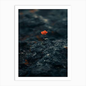 Single Flower On A Rock 8 Art Print