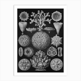Vintage Haeckel 13 Tafel 9 Sechsstrahlige Sternkorallen Art Print