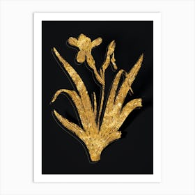 Vintage Hungarian Iris Botanical in Gold on Black Art Print