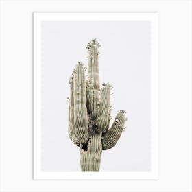 Saguaro Cactus Art Print