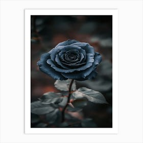 Dark Rose 74 Art Print