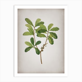 Vintage Northern Bayberry Botanical on Parchment n.0047 Art Print