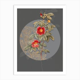 Vintage Botanical Single May Rose on Circle Gray on Gray n.0304 Art Print
