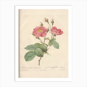 Rose Illustration, Pierre Joseph Redoute (95) Art Print