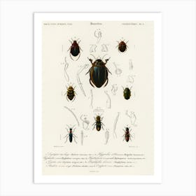 Different Types Of Beetles, Charles Dessalines D'Orbigny 4 Art Print