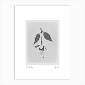 Fuchsia Botanical Collage 3 Art Print