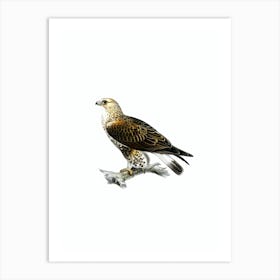 Vintage Rough Legged Hawk Bird Illustration on Pure White n.0035 Art Print