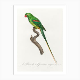The Alexandrine Parakeet From Natural History Of Parrots, Francois Levaillant Art Print