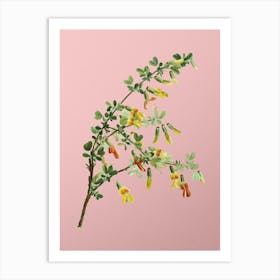 Vintage Caragana Sinica Botanical on Soft Pink n.0377 Art Print