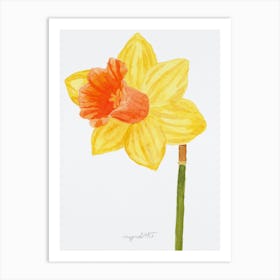 Daffodil 13 Art Print