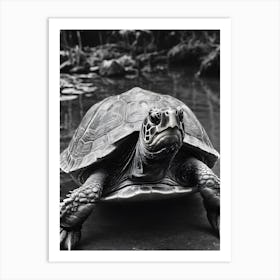 Turtle In Black And White Art Print