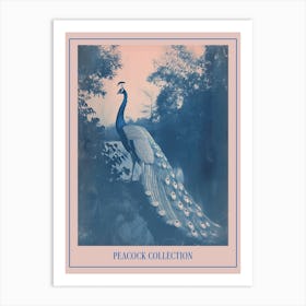 Cyanotype Peacock By The Water Poster Art Print