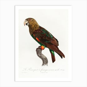 The Brown Necked Parrot From Natural History Of Parrots, Francois Levaillant Art Print