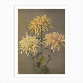 Three Chrysanthemums Art Print