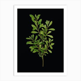 Vintage Bog Myrtle Botanical Illustration on Solid Black n.0607 Art Print