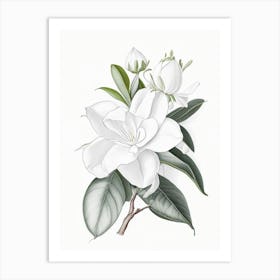 Gardenia Floral Quentin Blake Inspired Illustration 1 Flower Art Print