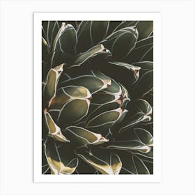 Green Cactus Bloom Art Print