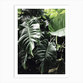 Tropical Leaves Art Print