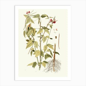 Ginkgo Biloba 2 Art Print