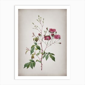 Vintage Pink Noisette Roses Botanical on Parchment n.0530 Art Print