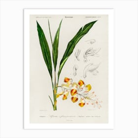 Dwarf Cardamom (Alpinia Nutans), Charles Dessalines D' Orbigny Art Print