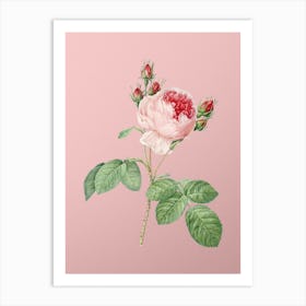 Vintage Pink Cabbage Rose Botanical on Soft Pink n.0022 Art Print