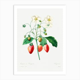 Strawberry, Pierre Joseph Redoute Art Print