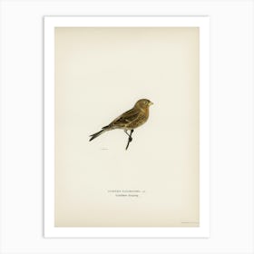 Twite (Acanthis Flavirostris), The Von Wright Brothers Art Print