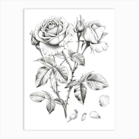 Rose With Petals Line Drawing 3 Art Print