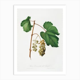 Friuili Grape (Vitis Vinifera Forojuliensis) From Pomona Italiana (1817 - 1839), Giorgio Gallesio Art Print