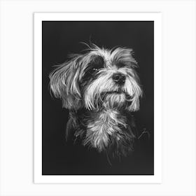 Havanese Dog Charcoal Line 3 Art Print