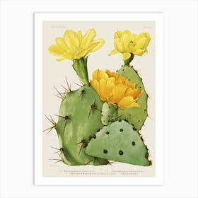 Flowering Cactus Art Print