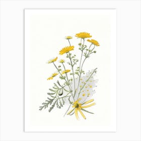 Feverfew Spices And Herbs Pencil Illustration 1 Art Print