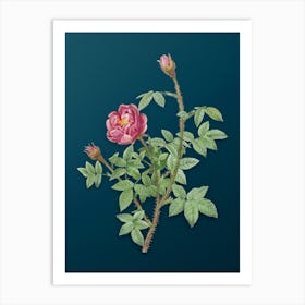 Vintage Moss Rose Botanical Art on Teal Blue n.0901 Art Print