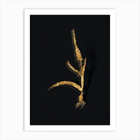 Vintage Ixia Plantaginea Botanical in Gold on Black n.0105 Art Print