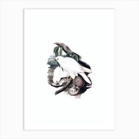 Vintage White Goshawk Bird Illustration on Pure White Art Print