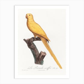 Lutino Parakeet From Natural History Of Parrots, Francois Levaillant Art Print