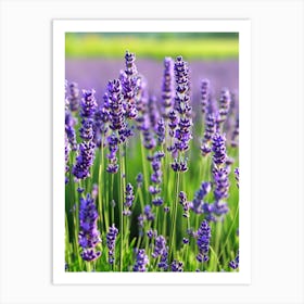 Lavender Field 19 Art Print