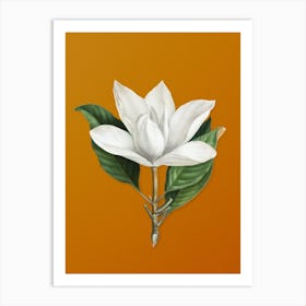 Vintage White Southern Magnolia Botanical on Sunset Orange n.0083 Art Print