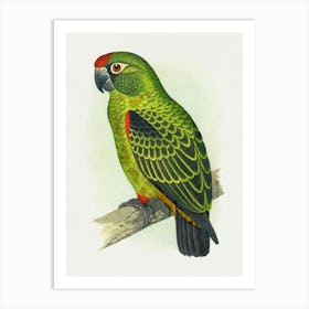 Parrot 31 Art Print