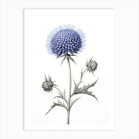 Echinops Vintage Botanical Herbs 3 Art Print