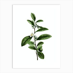 Vintage Tea Tree Botanical Illustration on Pure White n.0720 Art Print