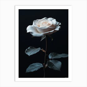 White Rose 4 Art Print