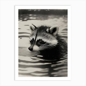Swimming Raccoon Vintage Photography Art Print